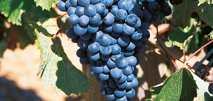 Dunkelblaue Trauben am Weinstock mit grünen Blättern, sonniger Tag.
