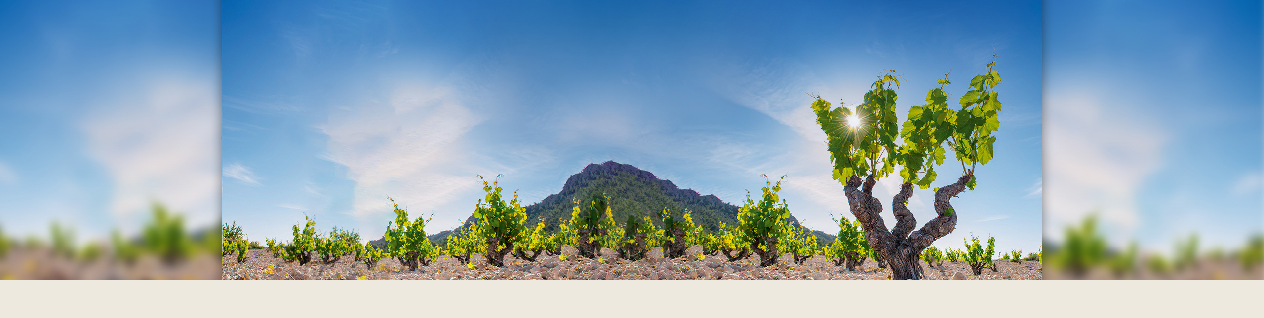  weine cava co inspiration fruehlingsweine 
