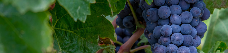 direkt online VINOS kaufen: bestellen Bei Tempranillo-Weine