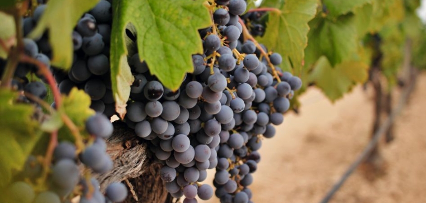 Dunkelblaue Weintrauben hängen an einem Weinstock mit grünen Blättern.