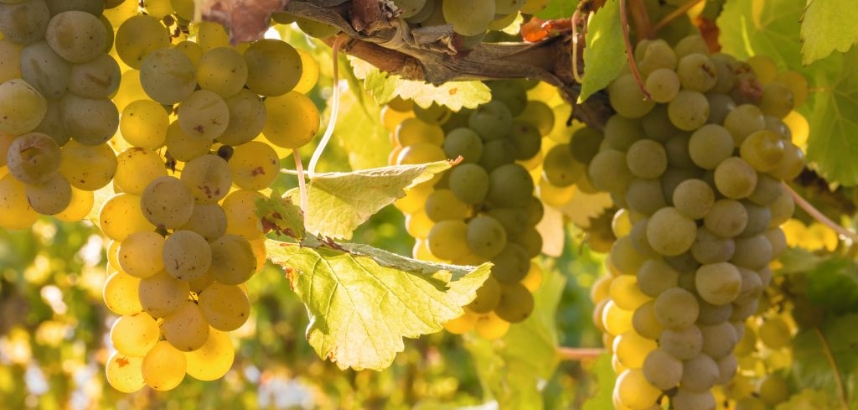 Gelbe Trauben hängen an Weinreben im Sonnenschein mit grünen Blättern.