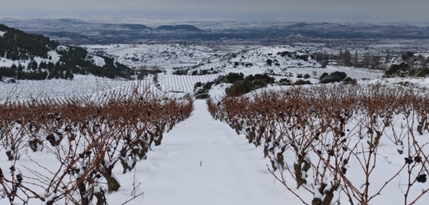 Schneebedecktes Weinbergfeld mit kahlen Reben unter grauem Himmel.