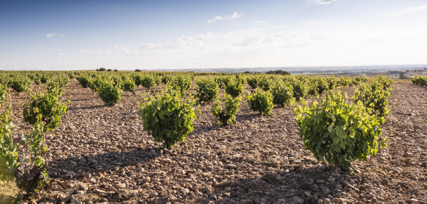 Weinreben wachsen auf einem steinigen, sonnenbeschienenen Feld unter blauem Himmel.