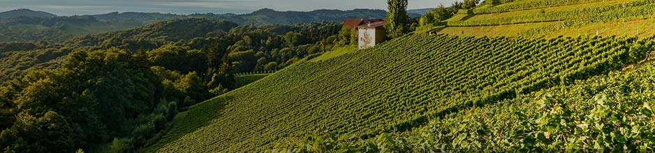 Marqués de Cáceres: Grösse der Rioja Alta