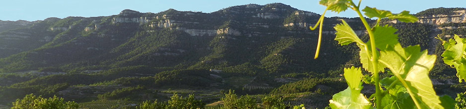 Alle Pedro Ximénez-Weine aus Spanien