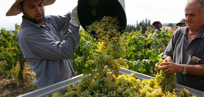 Zwei Männer ernten weisse Trauben in einem Weinberg.